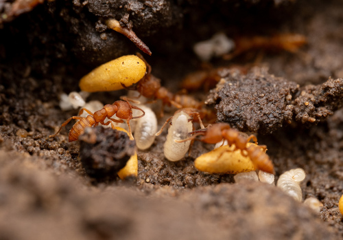 Dracula Ant — 4