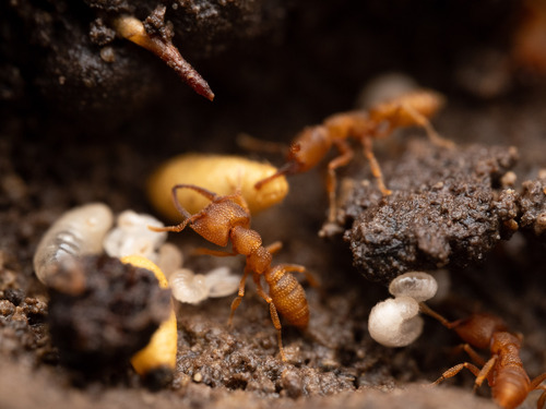 Dracula Ant — 7