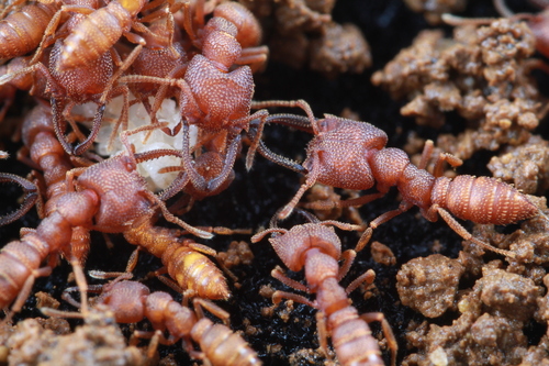 Dracula Ant — 8