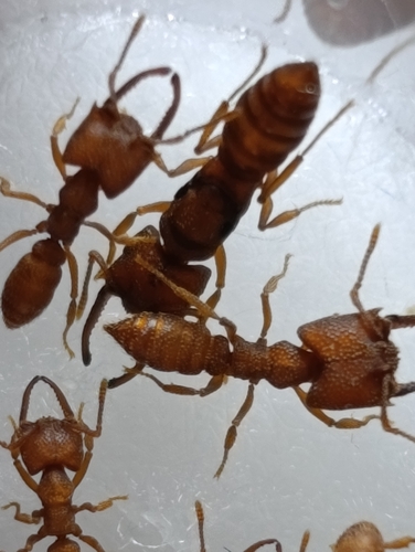 Dracula Ant — 9