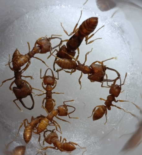 Dracula Ant — 10