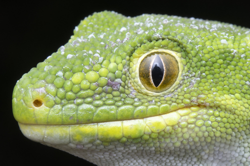 Auckland Green Gecko — 2