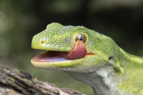Auckland Green Gecko — 3
