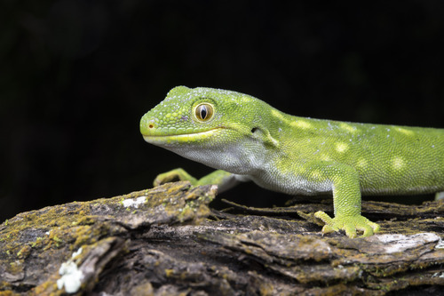 Auckland Green Gecko — 4