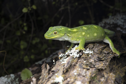 Auckland Green Gecko — 5