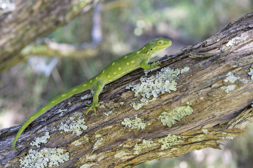 Auckland Green Gecko — 6