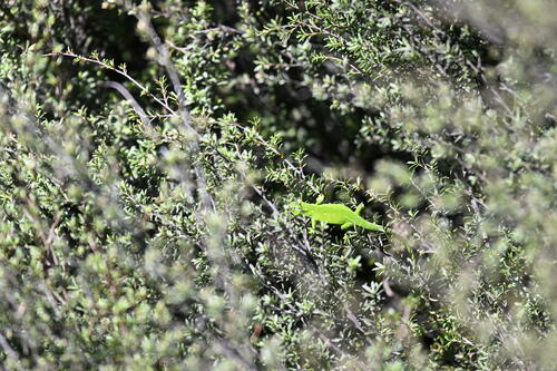Auckland Green Gecko — 7