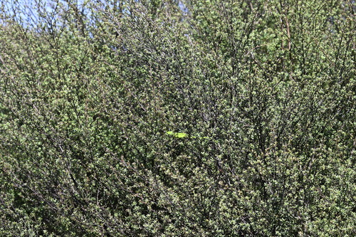 Auckland Green Gecko — 9