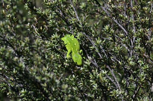 Auckland Green Gecko — 10
