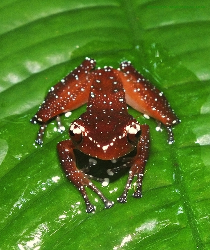 Cinnamon Frog — 1