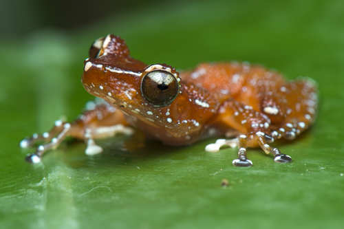 Cinnamon Frog — 2