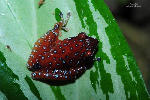 Cinnamon Frog — 4