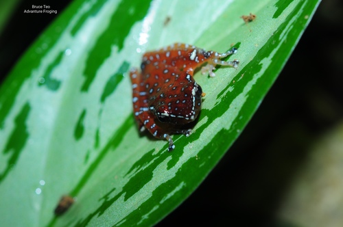 Cinnamon Frog — 5