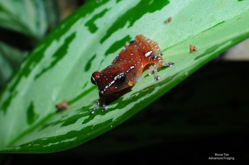 Cinnamon Frog — 6