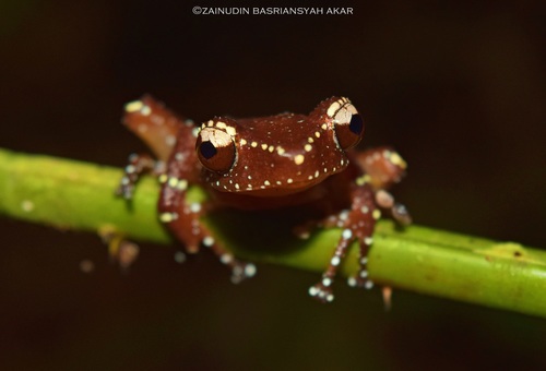 Cinnamon Frog — 7