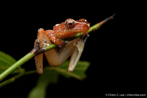 Cinnamon Frog — 9