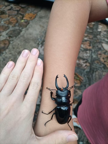 Siva Stag Beetle — 2