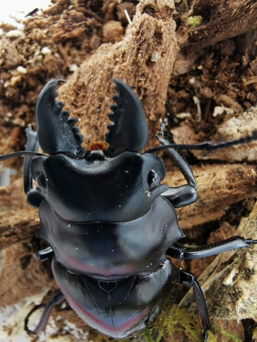 Siva Stag Beetle — 6
