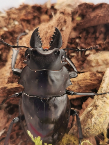 Siva Stag Beetle — 7