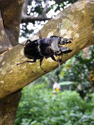 Siva Stag Beetle — 8