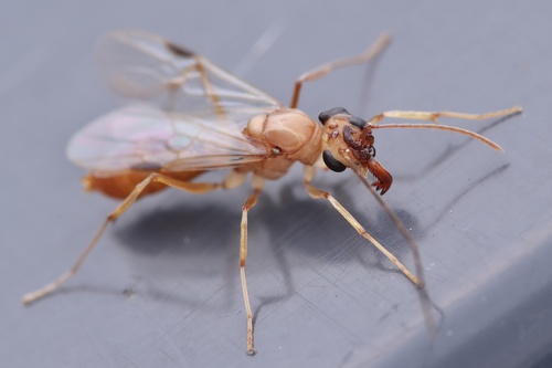 Odontomachus monticola — 1