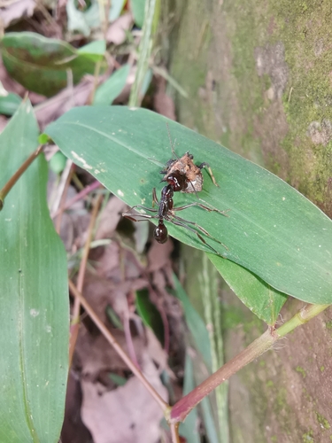 Odontomachus monticola — 3