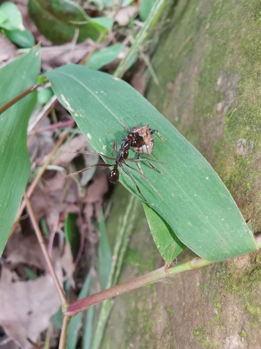 Odontomachus monticola — 6