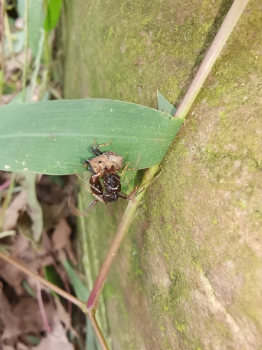 Odontomachus monticola — 7