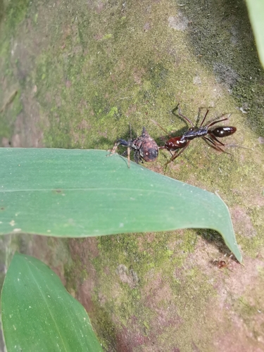 Odontomachus monticola — 8
