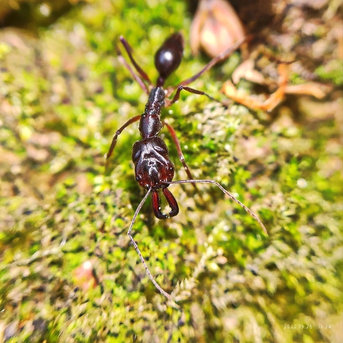 Odontomachus monticola — 9