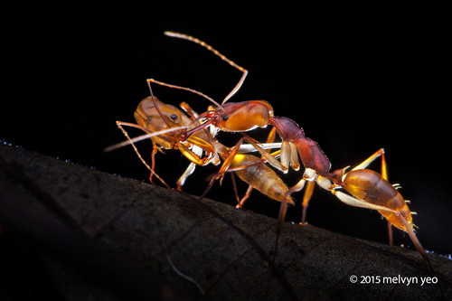 Odontomachus rixosus — 2