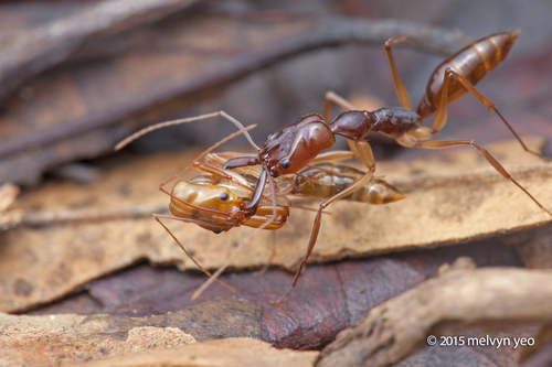 Odontomachus rixosus — 3