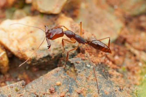 Odontomachus rixosus — 4
