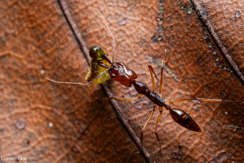 Odontomachus rixosus — 9