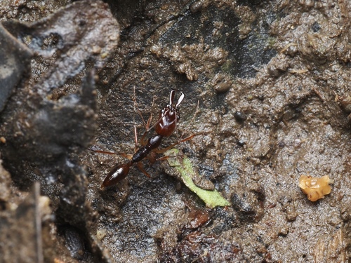 Odontomachus rixosus — 10