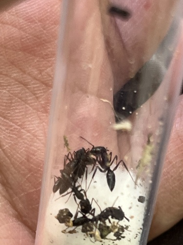 Trap-Jaw Ant tropicale — 2