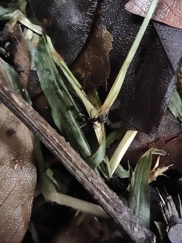 Trap-Jaw Ant tropicale — 4