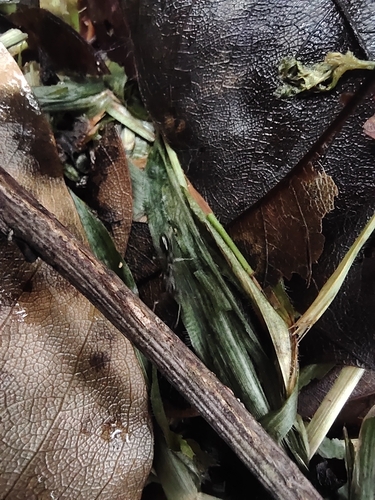 Trap-Jaw Ant tropicale — 5