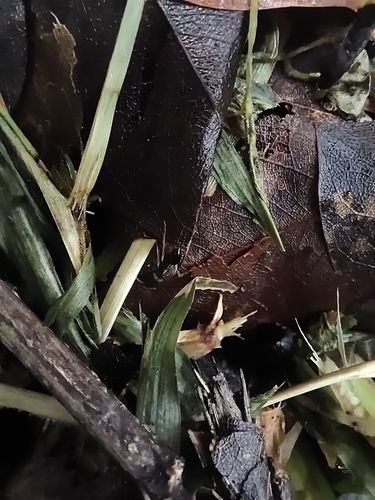Trap-Jaw Ant tropicale — 6