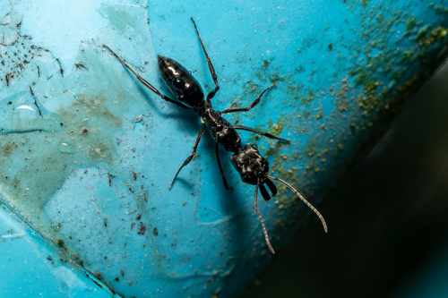 Trap-Jaw Ant tropicale — 8
