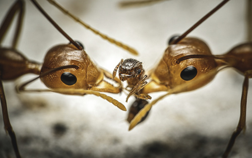 Asian Weaver Ant — 1