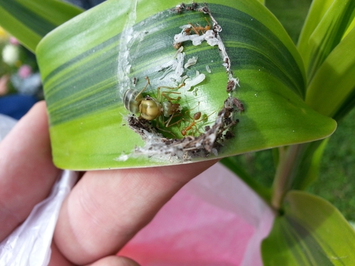 Asian Weaver Ant — 2