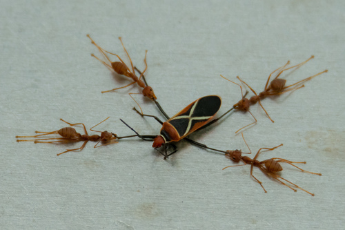 Asian Weaver Ant — 3