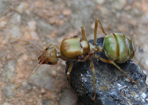 Asian Weaver Ant — 4