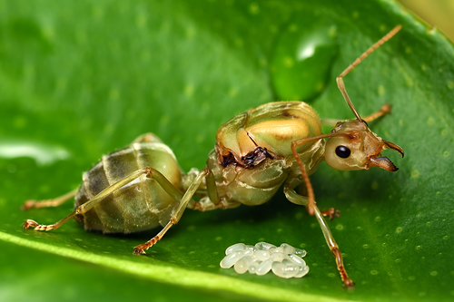 Asian Weaver Ant — 6
