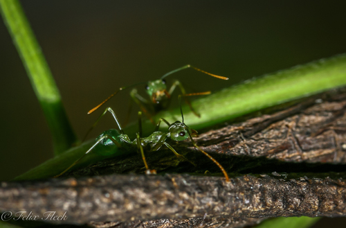 Asian Weaver Ant — 7
