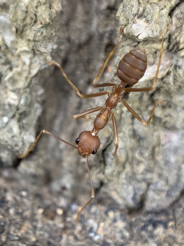 Asian Weaver Ant — 10