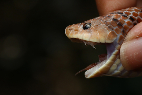 Kukri Snake bandé — 3