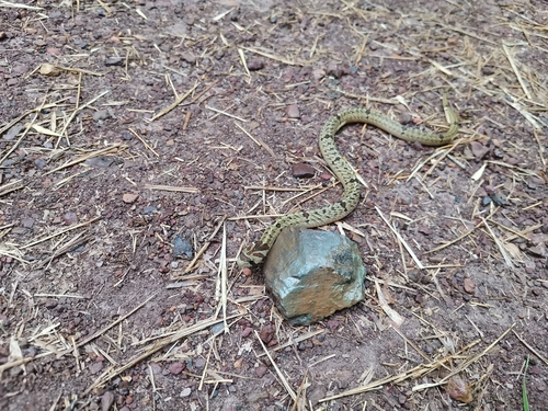 Kukri Snake bandé — 7