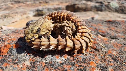 Armadillo Lizard — 6